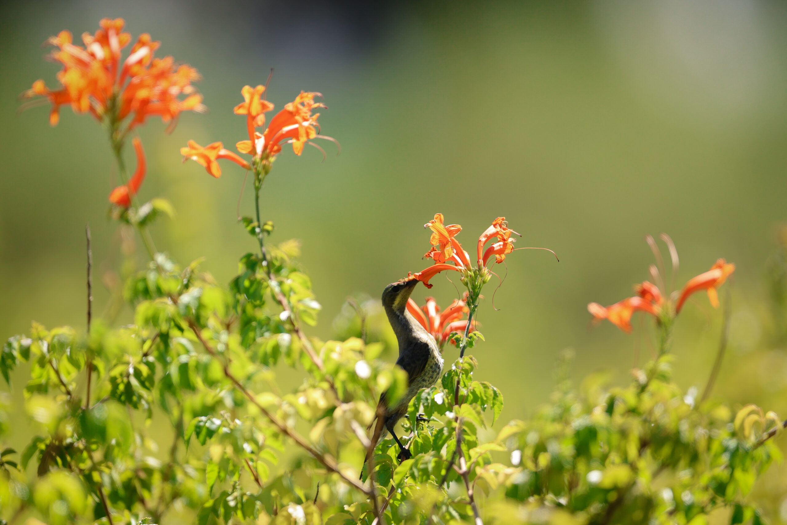 De Zalze Winelands Golf Estate | Stellenbosch