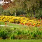 De Zalze Winelands Golf Estate | Stellenbosch