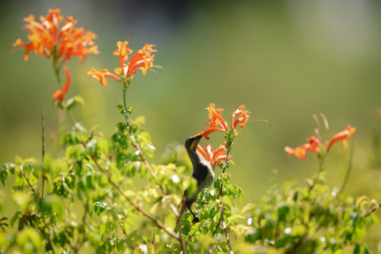 De Zalze Winelands Golf Estate | Stellenbosch